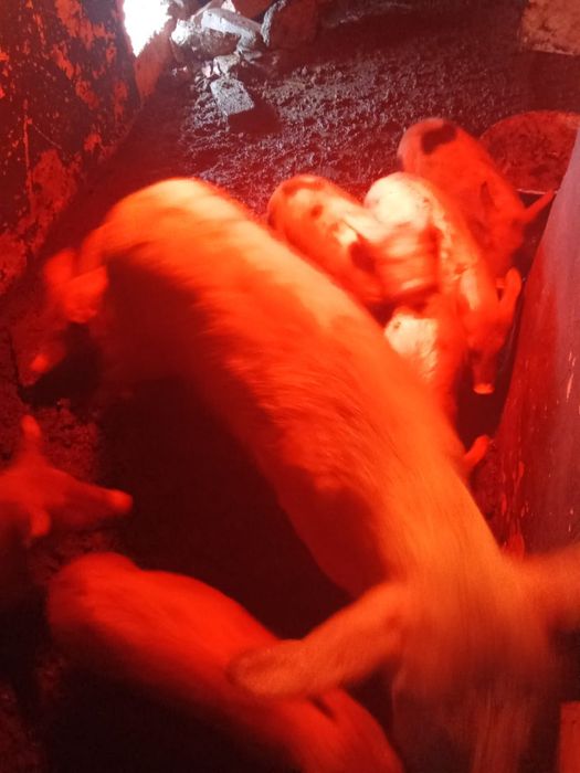 Продаются поросята