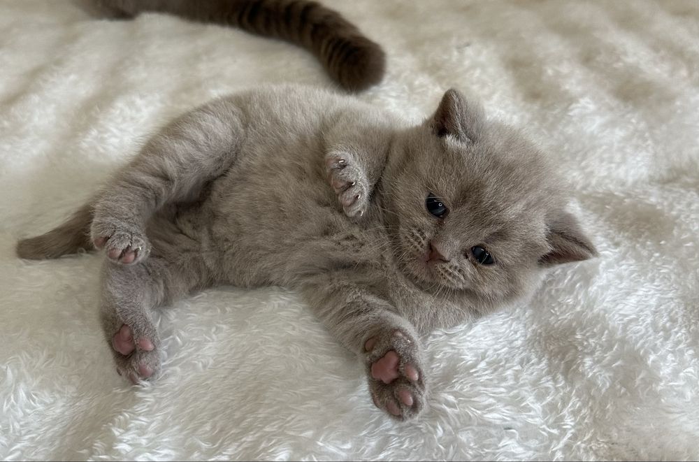 Британские котята