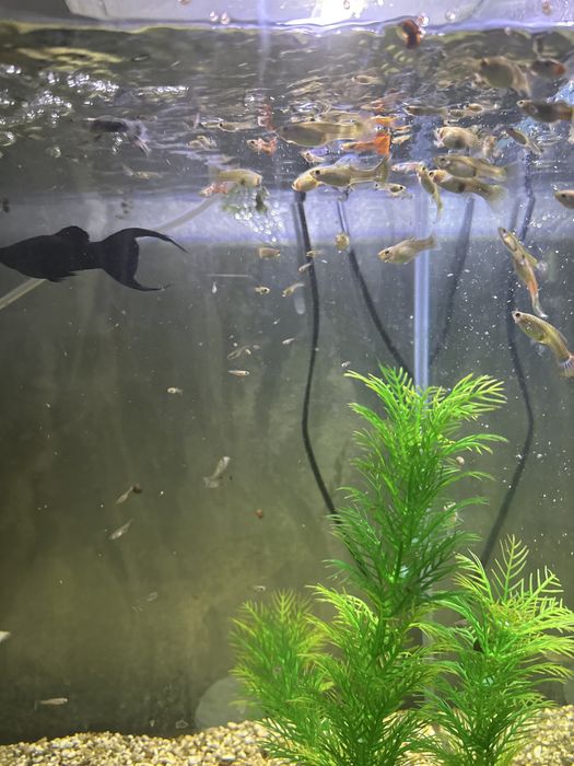 продам аквариум с рыбками .