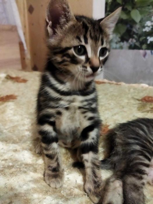 Подарявам котета