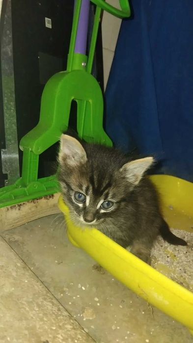 Изгубено Котенце