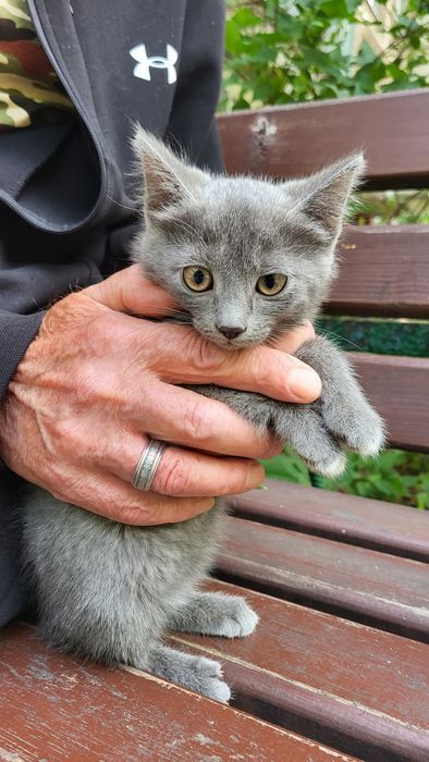 Дарю очень красивых котят