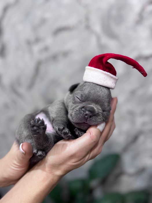 Сдобные булочки из франции