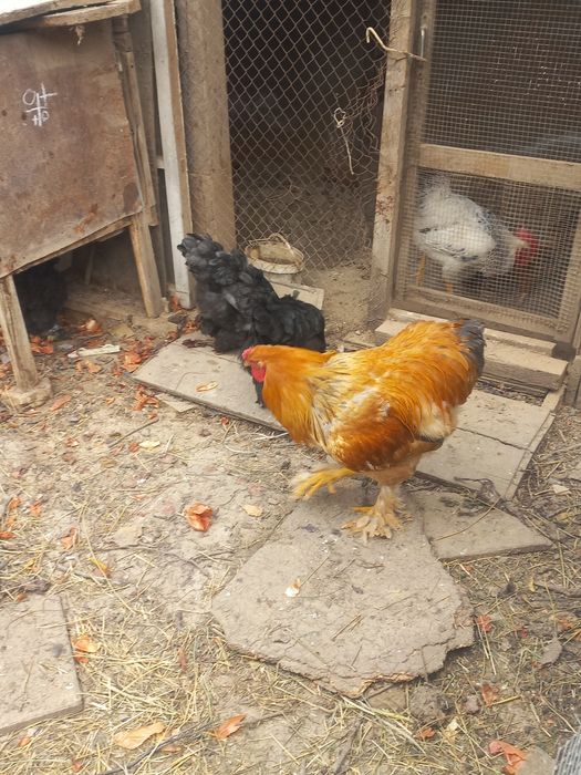 Brama tuxumlari sotiladi