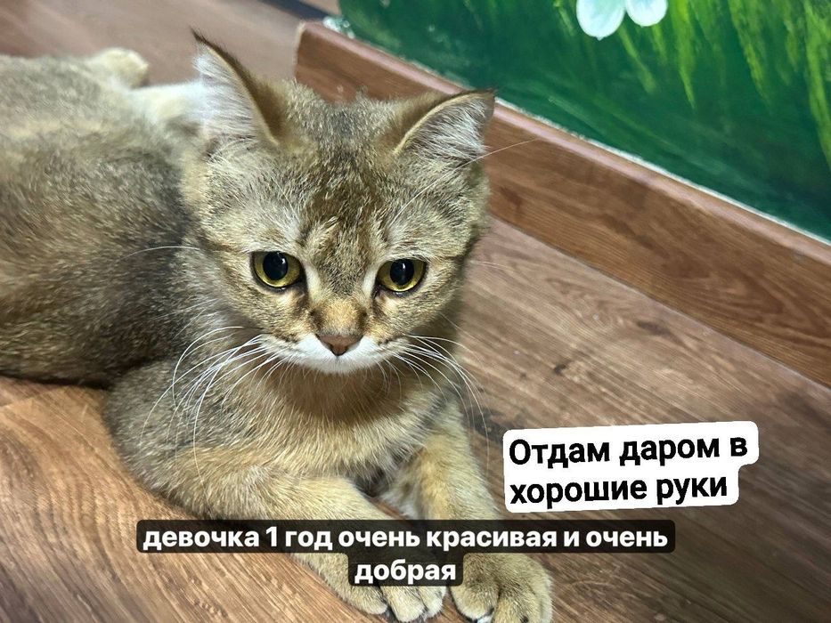 Котята британские шиншиллы