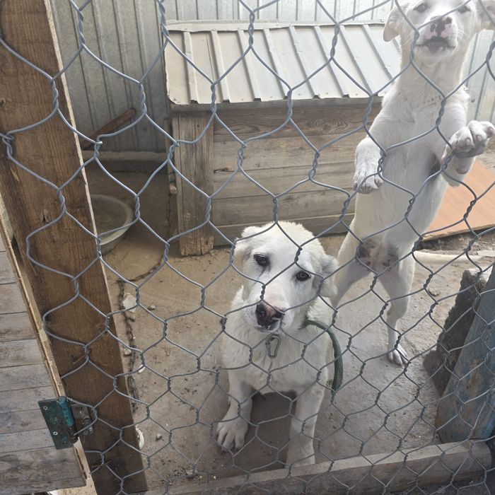 Алабай мальчик щёнок 5 месяцев