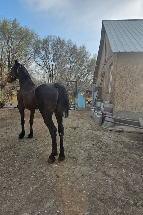 Жеребец русско рысистой породы