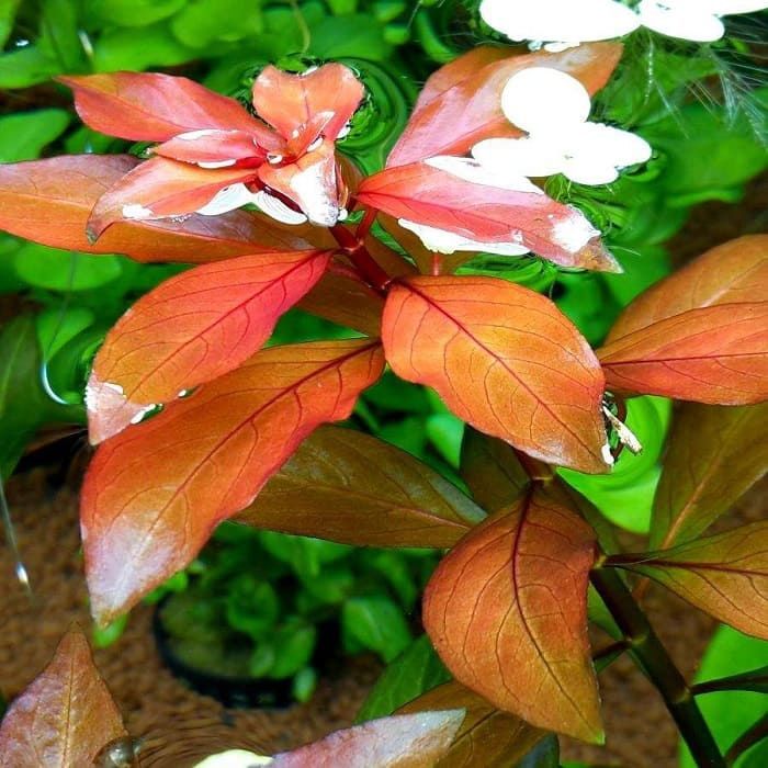 Аквариумные растения