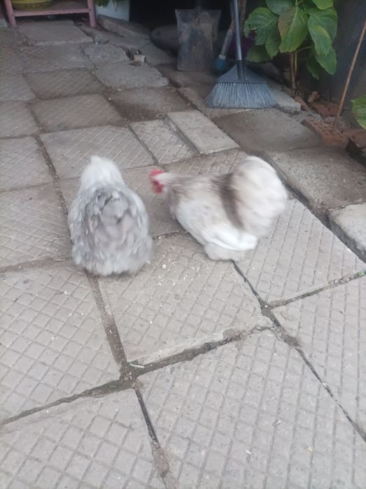 Мини кохин кокошки