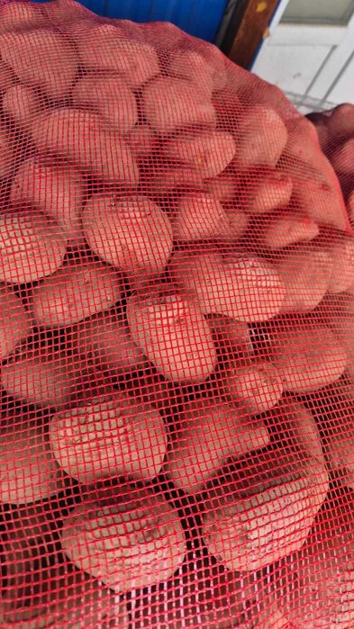 Vand cartofi rosii,55+