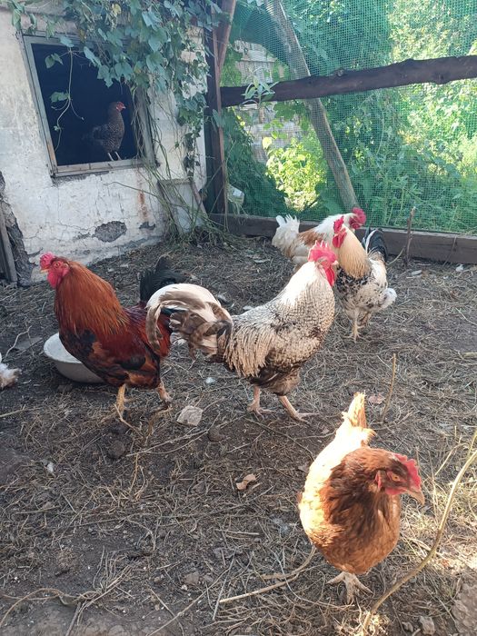 Продам молодых петушков