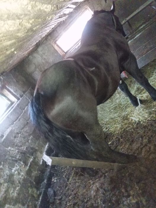 Iapa semigrea de vanzare