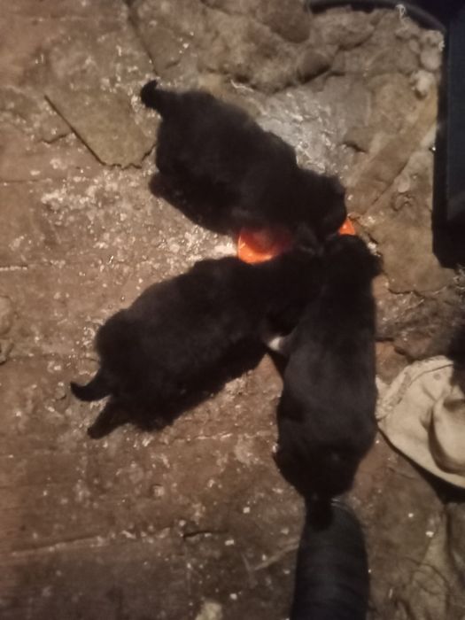 Отдам в добрые хорошие руки