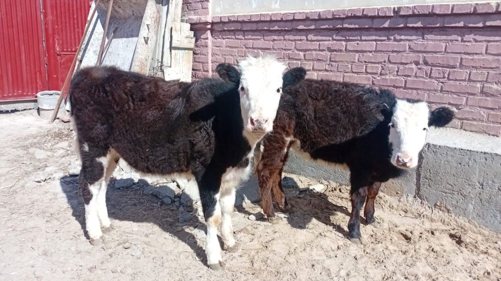 Баспақ сатылады!