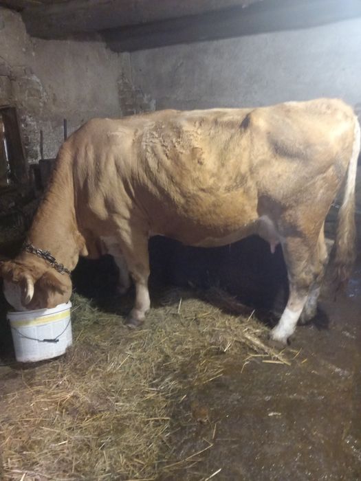 Vând vaca și vitea
