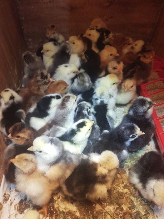 Vând pui țărănești