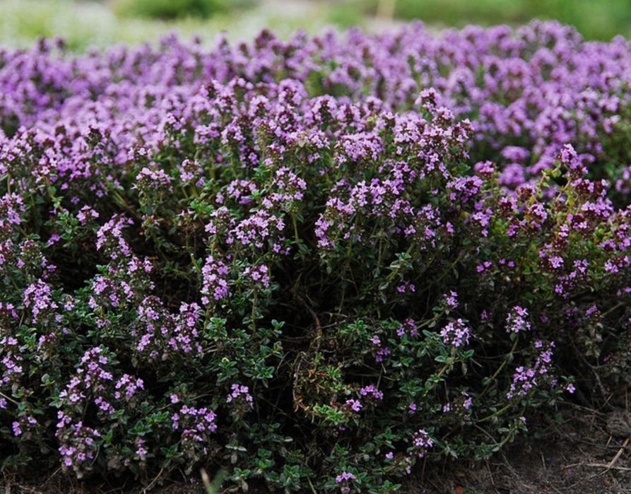 Чабрец (тимьян ползучий) горный