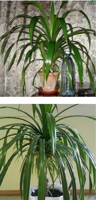 Комнатное растение Панданус
