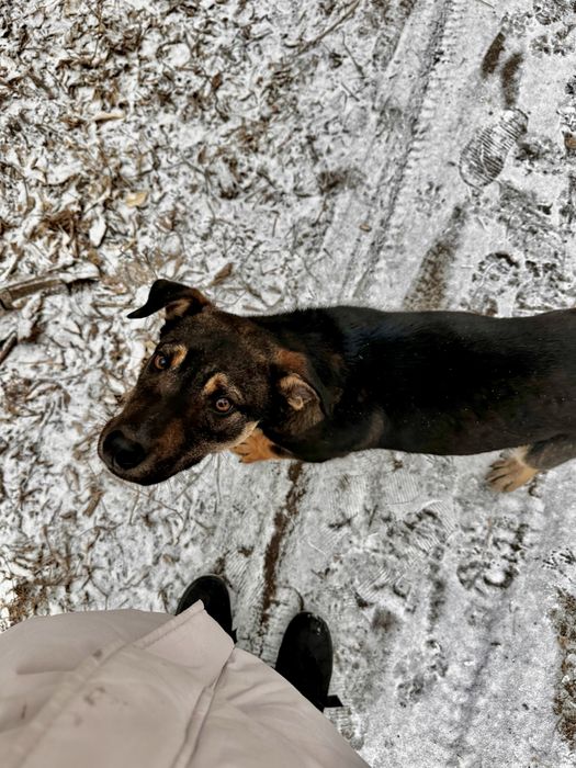 Щенок (мальчик) ищет дом