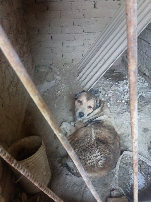 Алабай кучук акилли катта