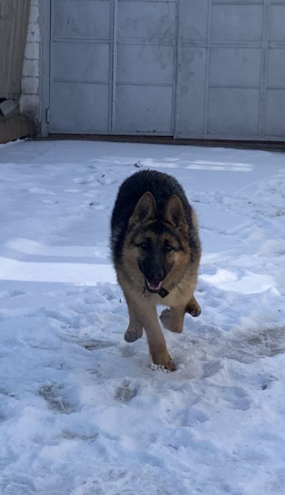 Немецкая овчарка