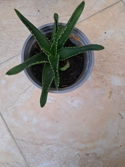 Алое вера за лек