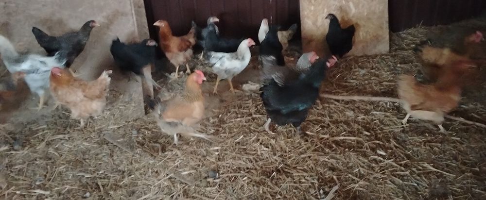 Продам домашних курочек