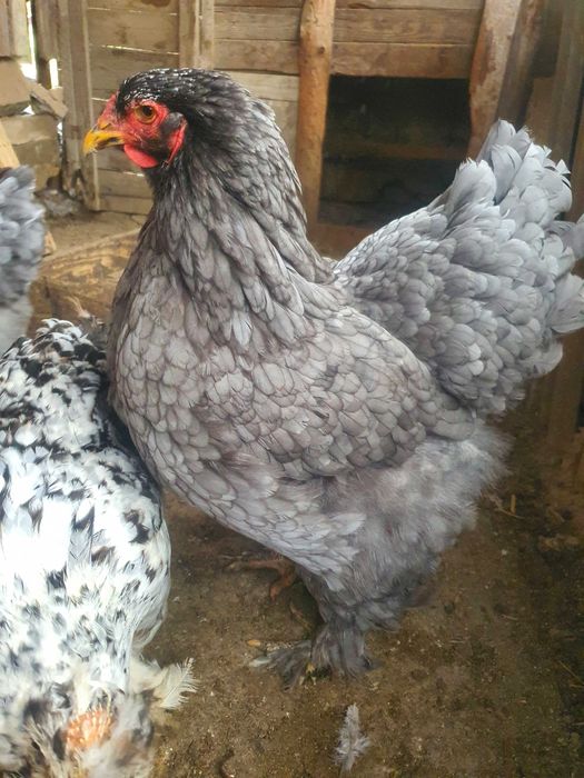 2 fete cauta alta casa