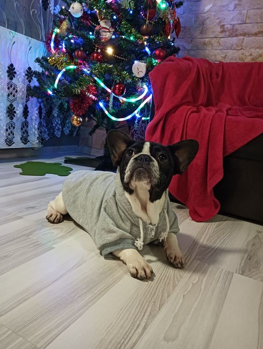 Bulldog francez femela