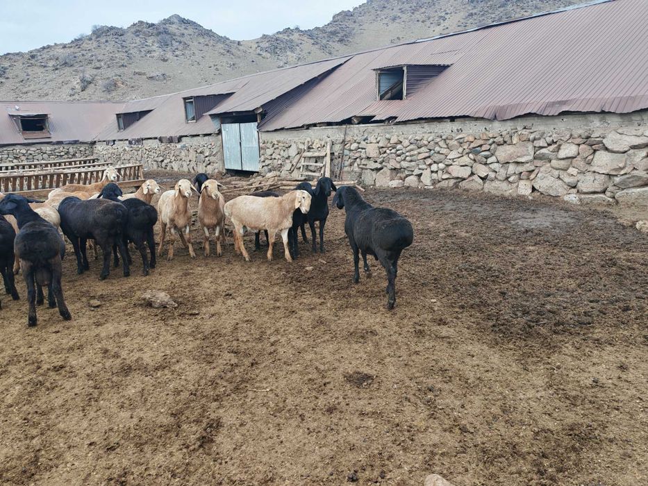 10-11 айлык токты кошкарлар