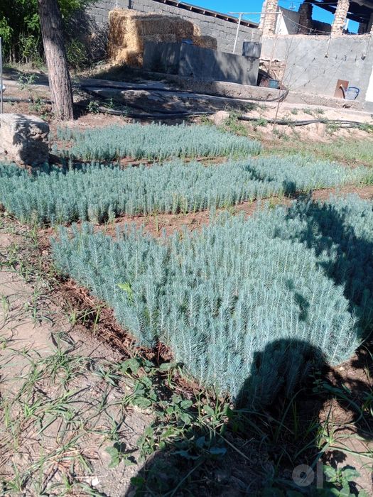 Archa kuchatlari