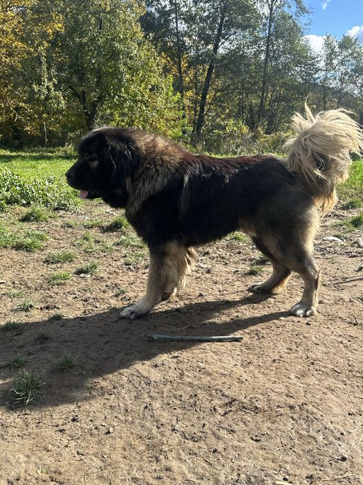 Mascul ciobanesc caucazian