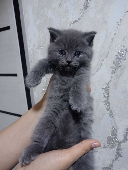 Skotish fold va strayt