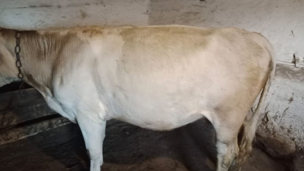 Продам корову 3хлетка