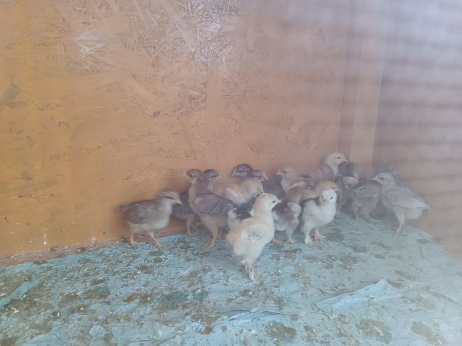 Pui 3saptamani,brahma(potârnichiu,bobat, porțelan) Australorp,marans, brakel,la bresse,