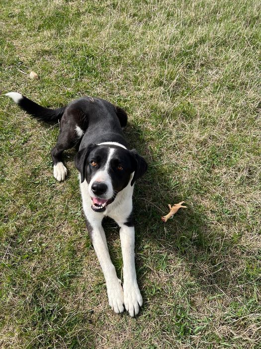 Dresaj canin scoala Dogisland K9