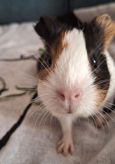 морские свинки продам