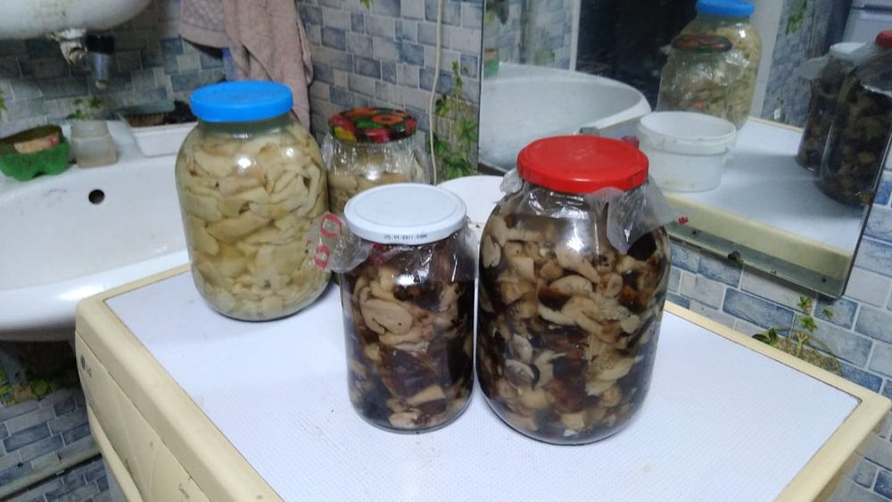 Продам грибы домашние