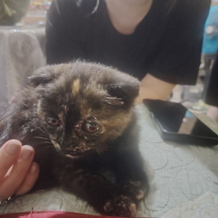 кошка британской. 500000сум