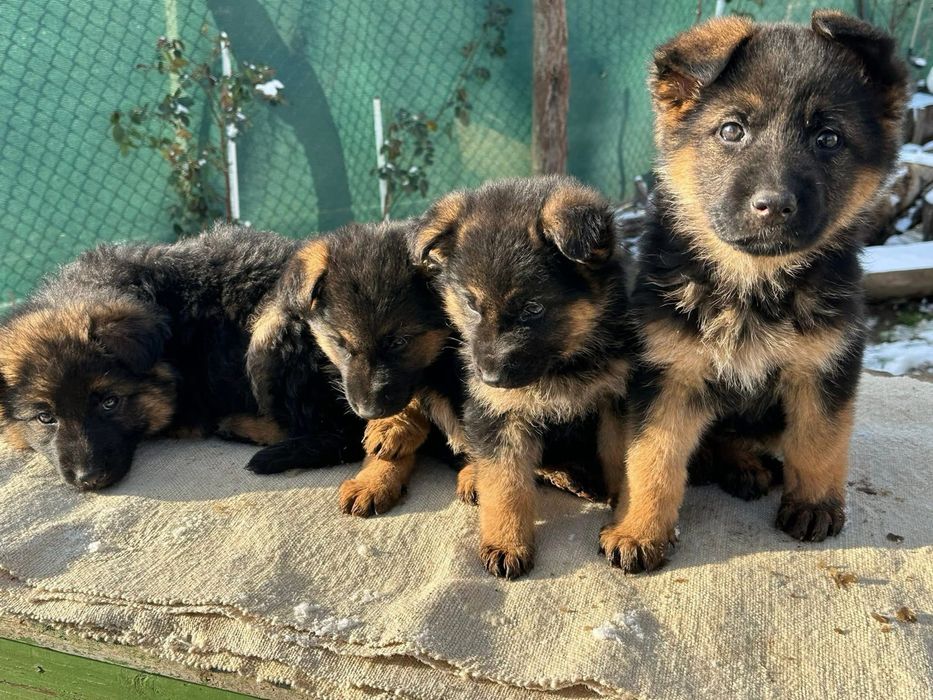 Немски овчарки - момиченца