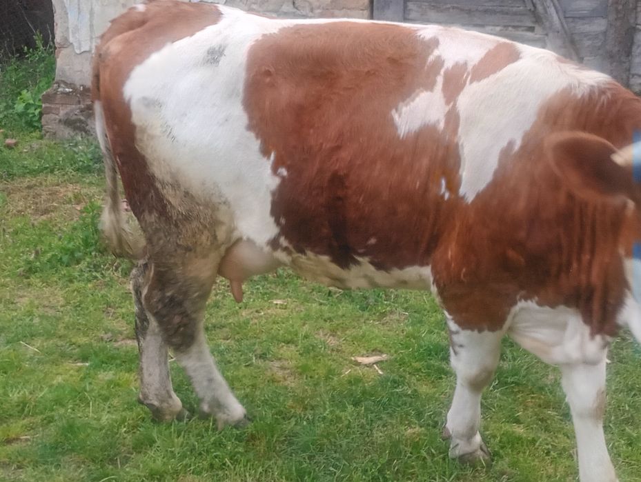 Vând juninca de 2 ani