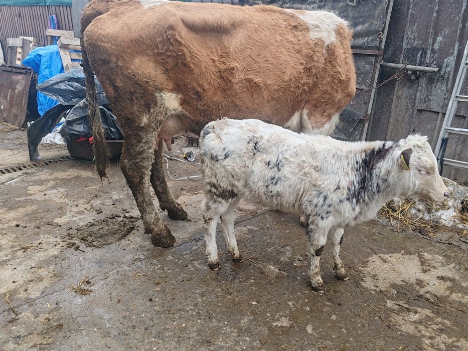 Vaca bălțată cu vitea belgiana