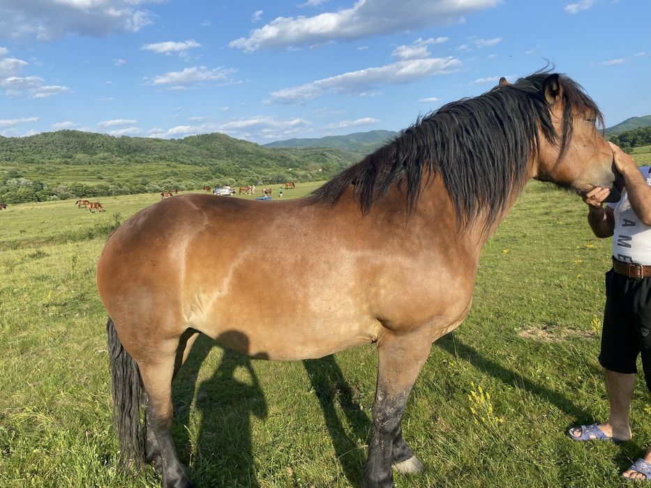 Vand Iapa semi grea (Gestanta )