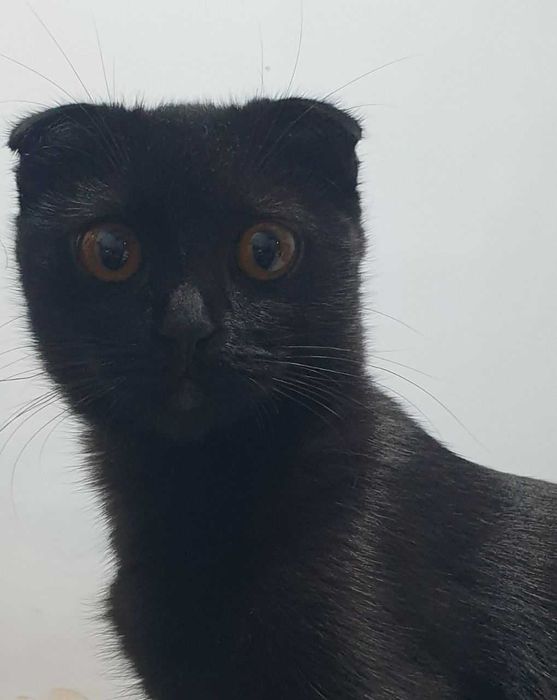 Котята от породистых родителей  Скоттиш-фолд и Скоттиш-страйт
