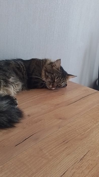 Отдадим кота в добрые руки