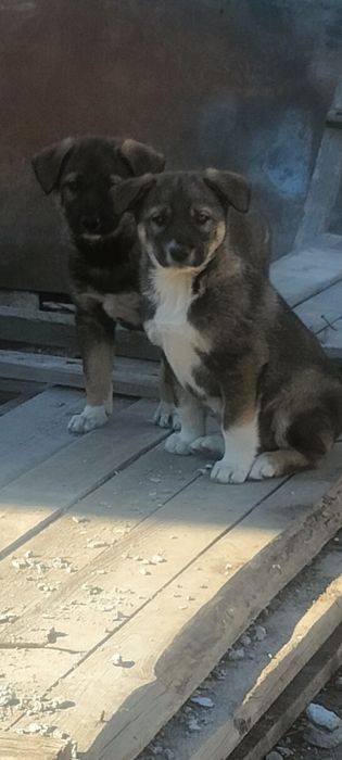 отдам щенят.