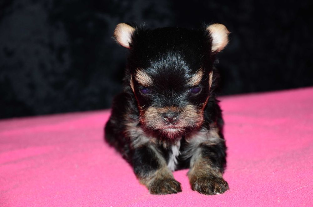 Йоркширский терьер мини,роскошные щенки йорка!