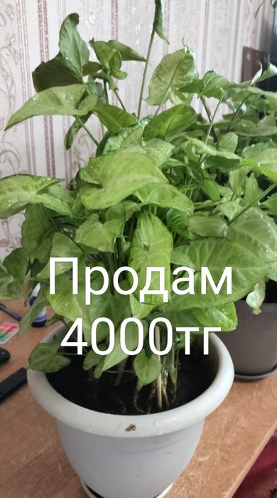 Продам сингониум