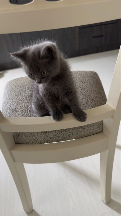 Продоётся чистокровный скоттиш фолд (вислоухий котенок).