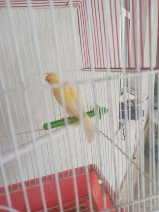 Канарейка плановый